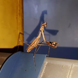 Close-up of insect on wall