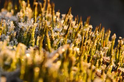 Macro shot of flowering plants on field