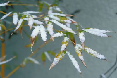 Close-up of flower on snow