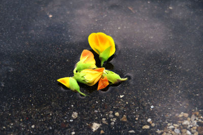 Close-up of yellow flowers on street