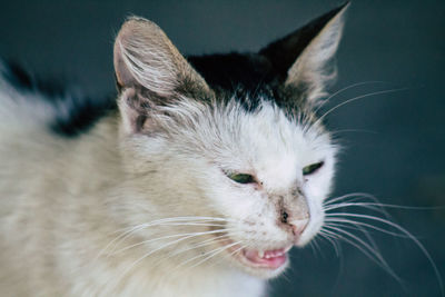 Close-up of cat looking away