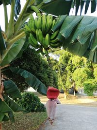 Rear view of woman walking on tree