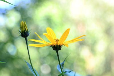 Close-up of insect on yellow flowering plant