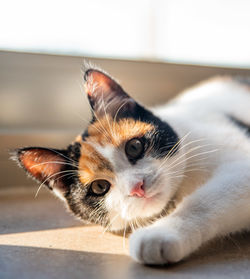 Close-up of cat