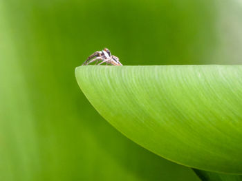 Close-up of insect on leaf