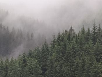 Pine trees in forest during foggy weather