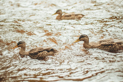 Group of three ducks swimming upstream on a river