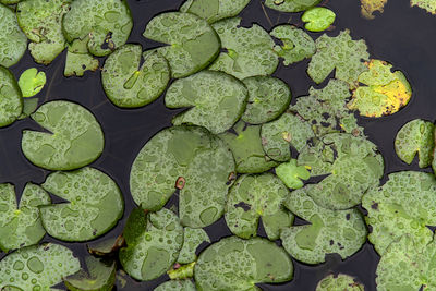 High angle view of leaves floating on water