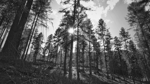 Low angle view of trees in forest