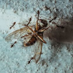 High angle view of an insect on dry plant