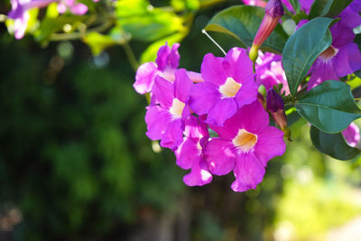 Close-up of pink flowering plant