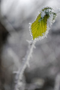 Close-up of snow on plant during winter