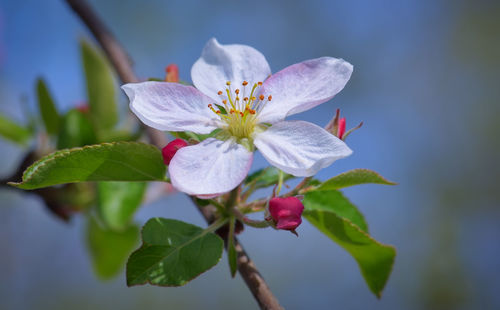 Close-up of flower blooming against sky