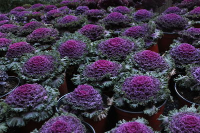 Close-up of flowers