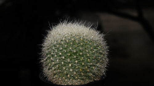 Close-up of cactus