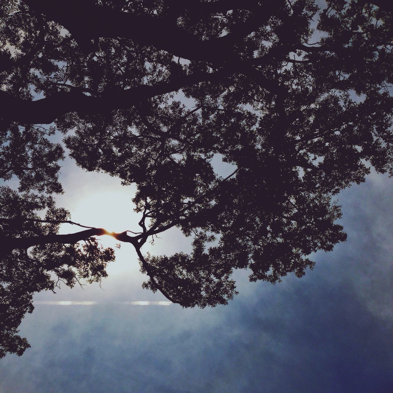 tree, branch, low angle view, sky, tranquility, nature, beauty in nature, silhouette, cloud - sky, growth, scenics, tranquil scene, no people, outdoors, cloudy, dusk, day, idyllic, weather, cloud