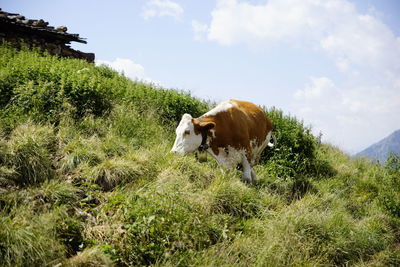 Cow standing in a field