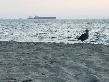 Seagull perching on sea shore against sky