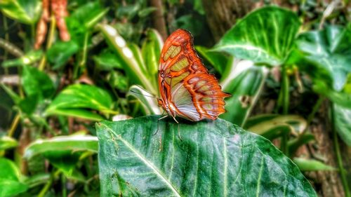 Close-up of butterfly on leaf