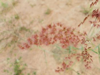 High angle view of pink flowering plants on land