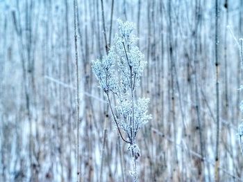 Close-up of dead plant on snow covered tree