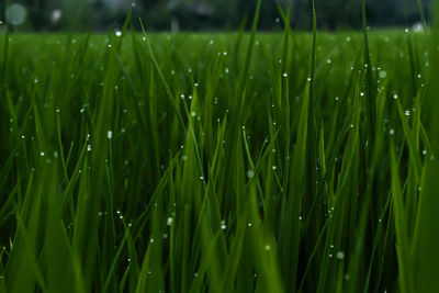 Full frame shot of raindrops on crops