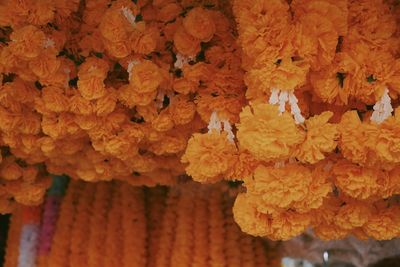 Full frame shot of orange flower