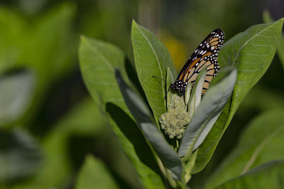 Close-up of butterfly on plant