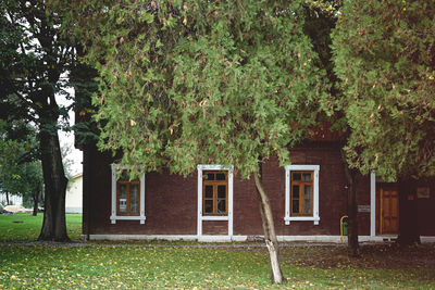 Trees in park