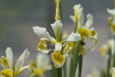 Close-up of fresh white flowering plant