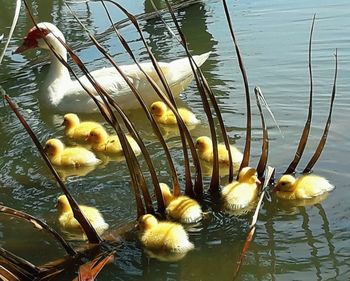 Close-up of duck swimming in lake