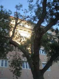 Low angle view of tree in city against sky