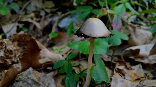 Close-up of mushrooms growing on field