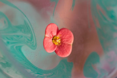 High angle view of red flowering plant