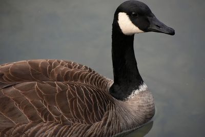 Close-up of bird in water