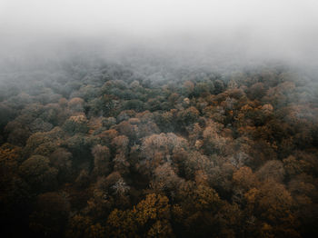 High angle view of trees in forest