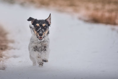 Portrait of dog running on snow