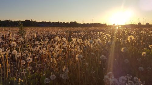 Plants growing on field against sky during sunset