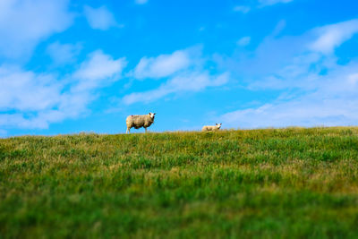 Horse in a field