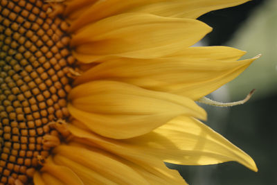 Close-up of yellow flower