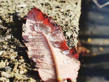 Close-up of dry leaf on snow