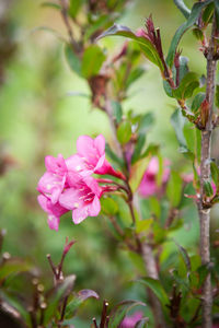 Close-up of pink flowers blooming outdoors