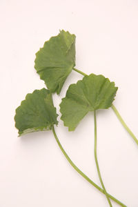 High angle view of green leaves on white background