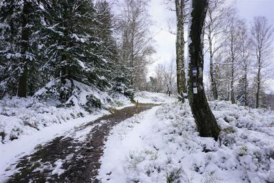 Trees on snow covered landscape