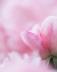 Close-up of flower