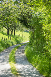 Footpath amidst trees