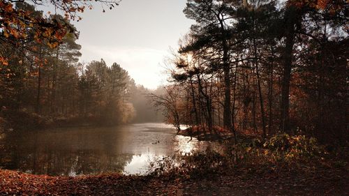 Scenic view of lake in forest against sky during sunset