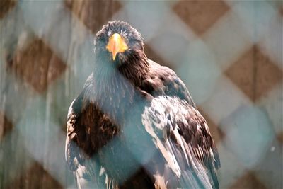 Close-up of eagle