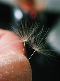 Close-up of hand on dandelion seed