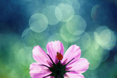 Close-up of insect on pink flower